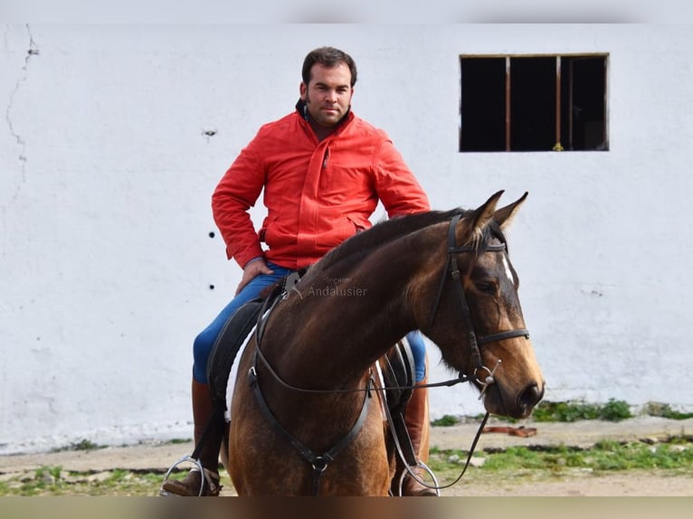 PRE Merrie 5 Jaar 165 cm Falbe in Provinz Cordoba