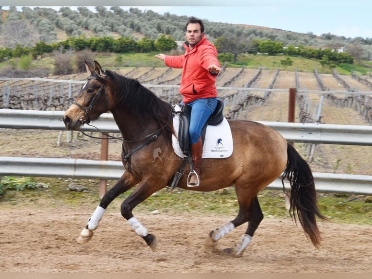 PRE Merrie 5 Jaar 165 cm Falbe in Provinz Cordoba