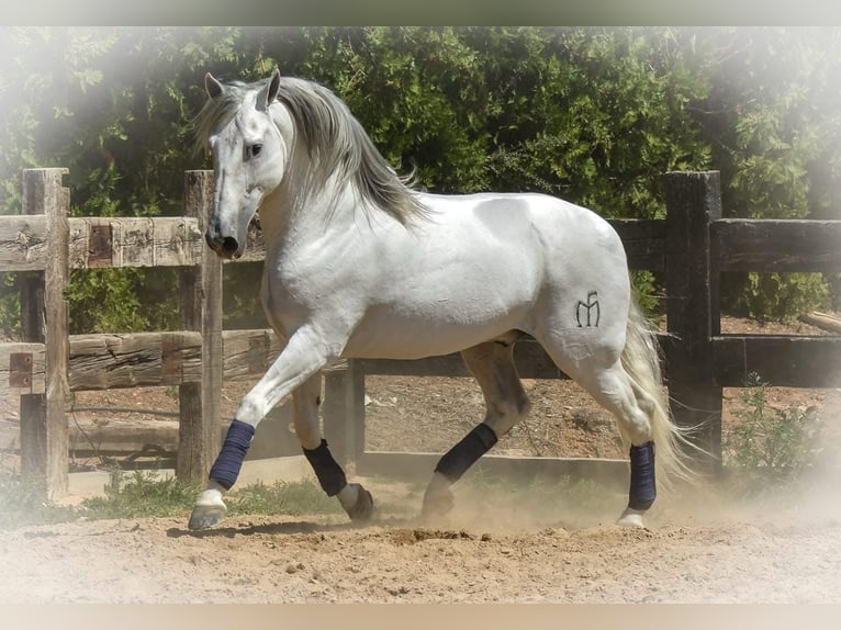 PRE Merrie 5 Jaar 165 cm in Badajoz