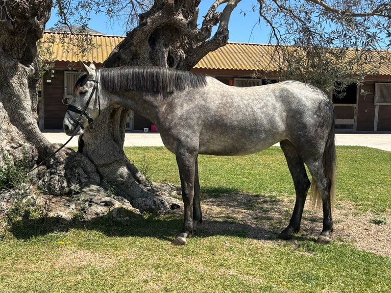 PRE Merrie 5 Jaar 165 cm Schimmel in Javea