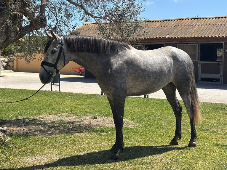 PRE Merrie 5 Jaar 165 cm Schimmel in Javea