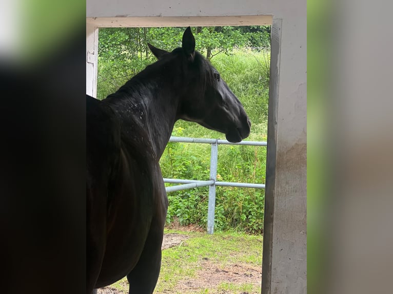 PRE Merrie 5 Jaar 165 cm Zwart in Ollersbach