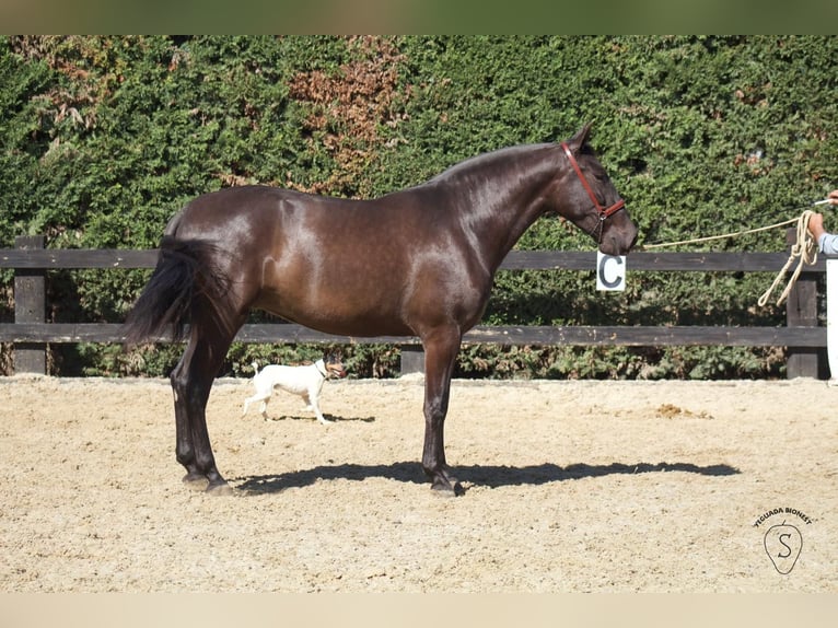 PRE Mix Merrie 5 Jaar 165 cm Zwart in Almonte