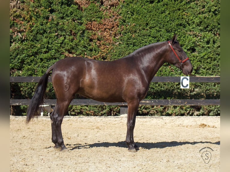 PRE Mix Merrie 5 Jaar 165 cm Zwart in Almonte