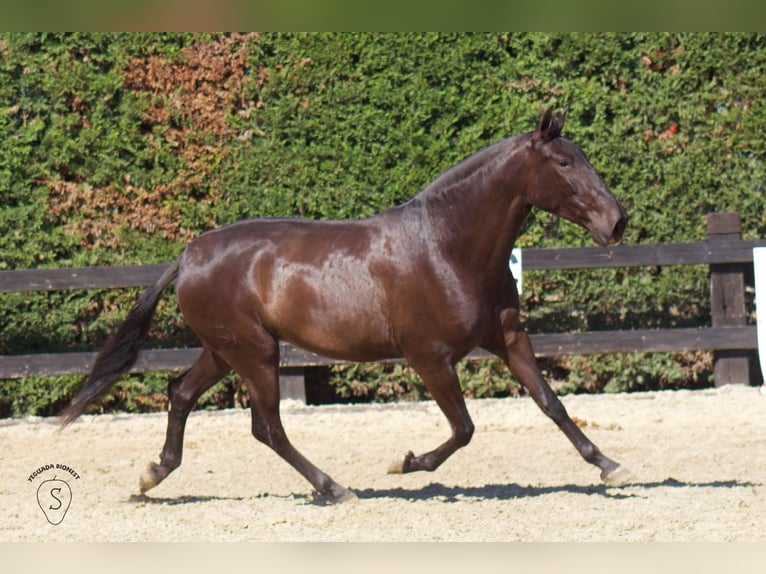 PRE Mix Merrie 5 Jaar 165 cm Zwart in Almonte