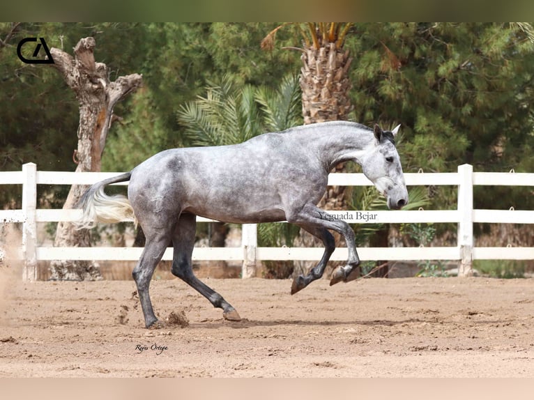 PRE Merrie 5 Jaar 166 cm Appelschimmel in Puerto Lumbreras