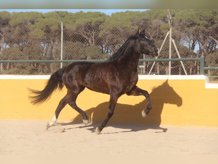 PRE Mix Merrie 5 Jaar 166 cm Donkerbruin in Hamburg