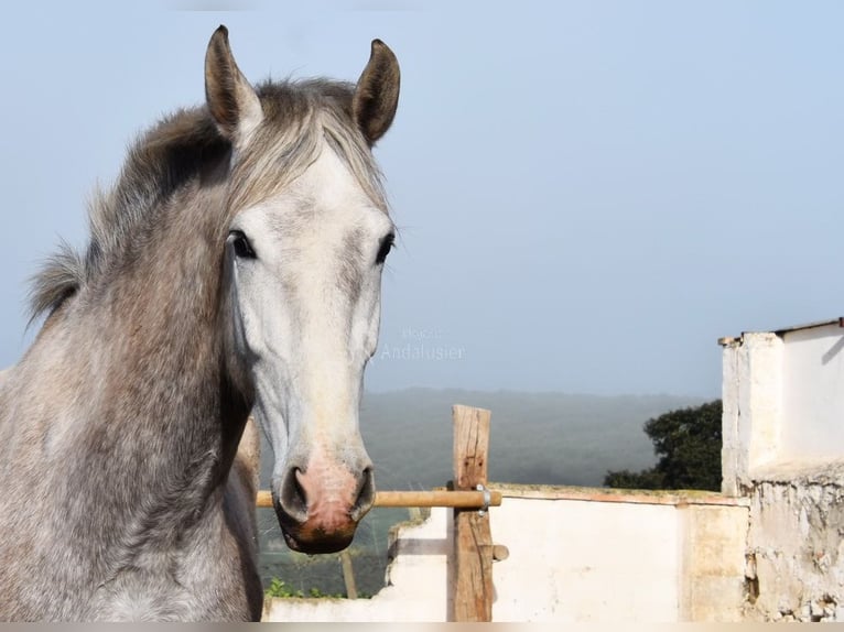 PRE Merrie 5 Jaar 167 cm Schimmel in Provinz Malaga