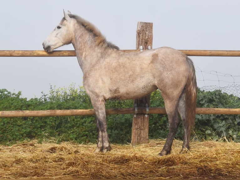 PRE Merrie 5 Jaar 167 cm Schimmel in Provinz Malaga