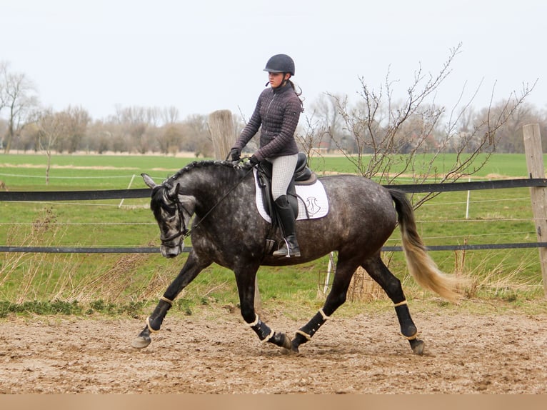PRE Mix Merrie 5 Jaar 167 cm Schimmel in Wremen