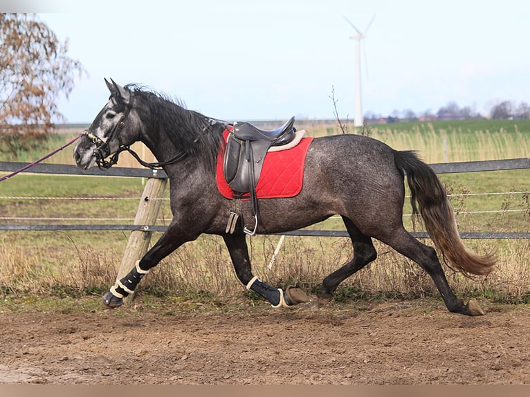 PRE Merrie 5 Jaar 167 cm Schimmel in Wremen