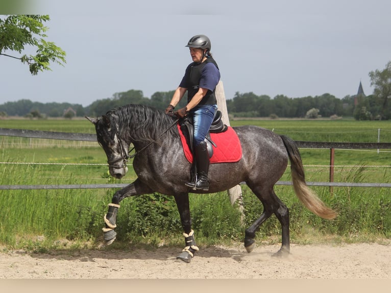 PRE Merrie 5 Jaar 167 cm Schimmel in Wremen