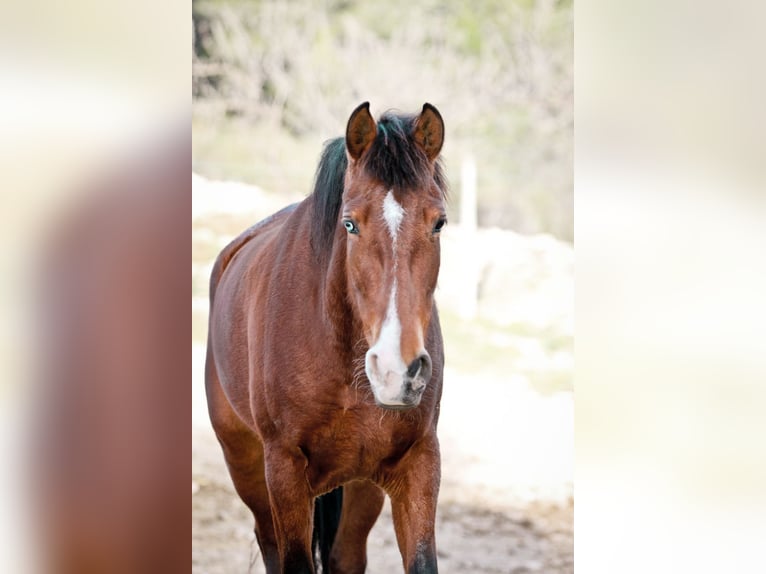 PRE Merrie 5 Jaar 168 cm Donkerbruin in Alcoi/Alcoy