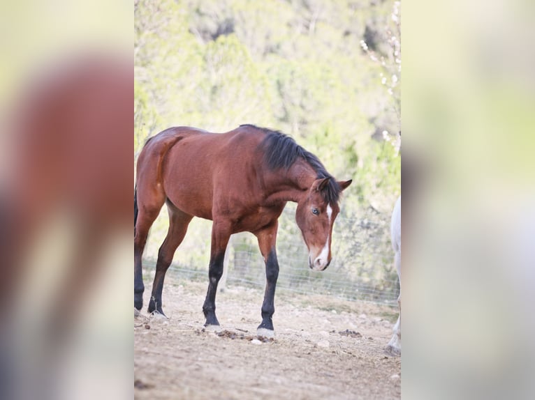 PRE Merrie 5 Jaar 168 cm Donkerbruin in Alcoi/Alcoy