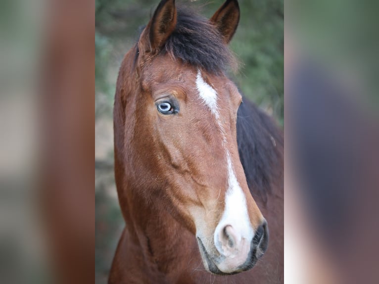 PRE Merrie 5 Jaar 168 cm Donkerbruin in Alcoi/Alcoy