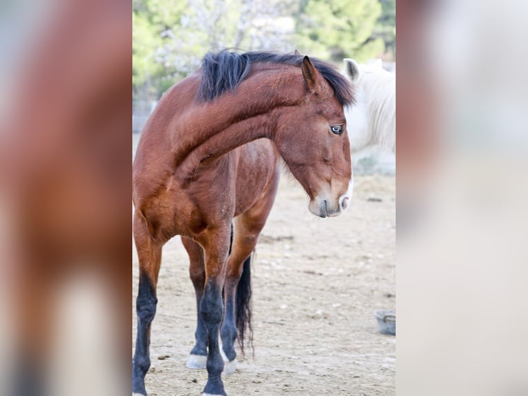 PRE Merrie 5 Jaar 168 cm Donkerbruin in Alcoi/Alcoy