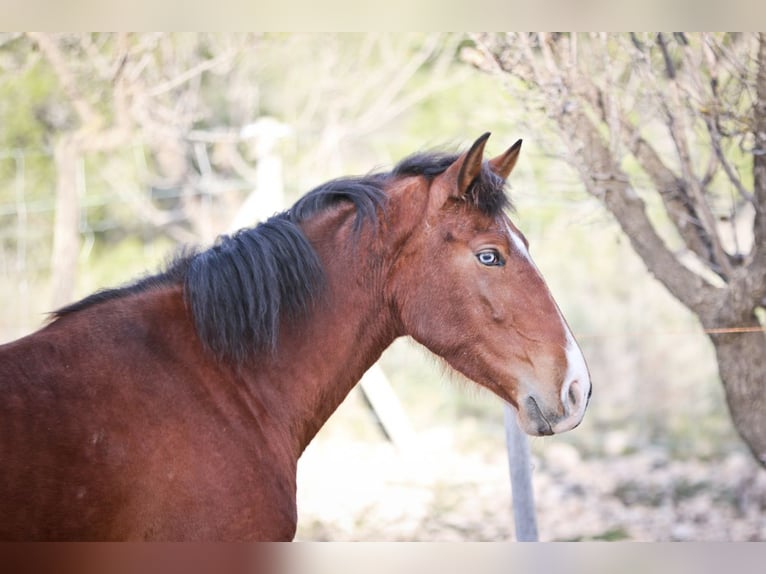 PRE Merrie 5 Jaar 168 cm Donkerbruin in Alcoi/Alcoy