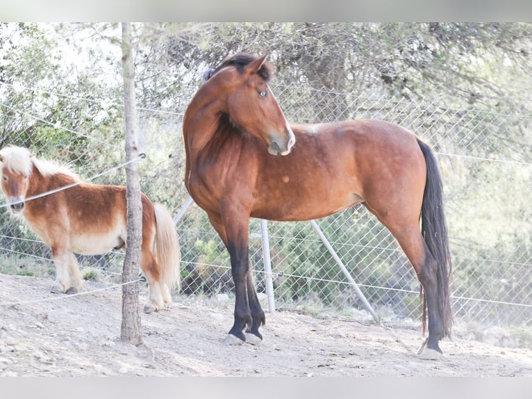 PRE Mix Merrie 5 Jaar 168 cm Roodbruin in Alcoi/Alcoy