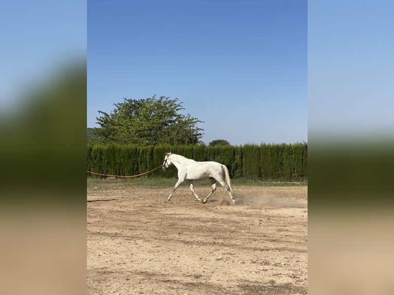 PRE Merrie 5 Jaar 168 cm Schimmel in Cañada