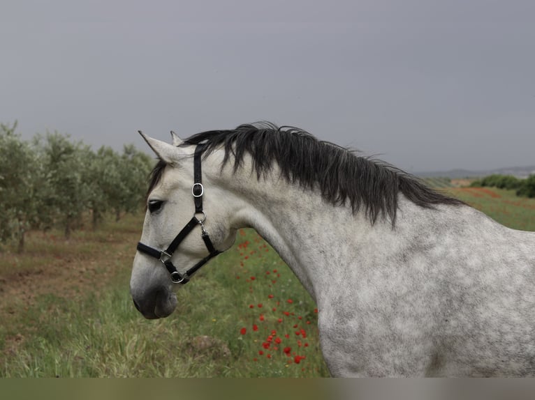 PRE Merrie 5 Jaar 168 cm Schimmel in Badajoz
