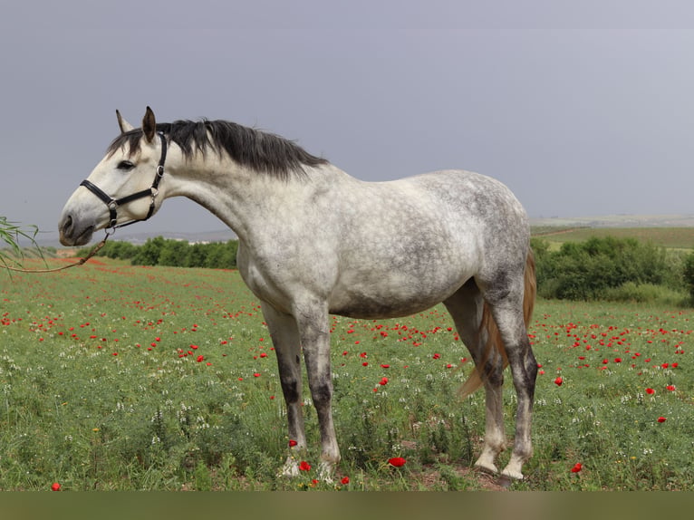 PRE Merrie 5 Jaar 168 cm Schimmel in Badajoz