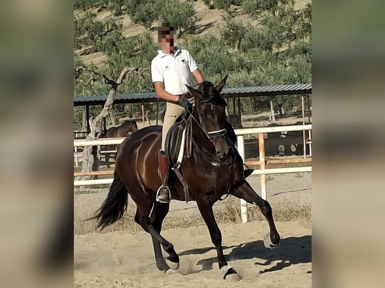PRE Merrie 5 Jaar 169 cm Zwart in Seville