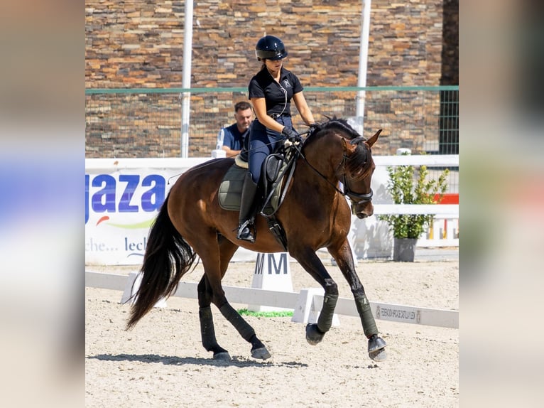 PRE Merrie 5 Jaar 170 cm Bruin in Turís
