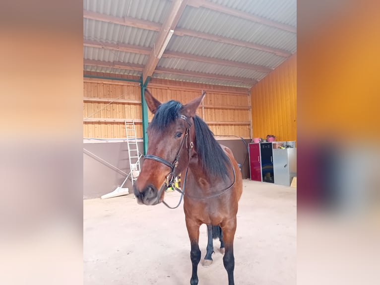 PRE Merrie 5 Jaar 172 cm Bruin in Kenn