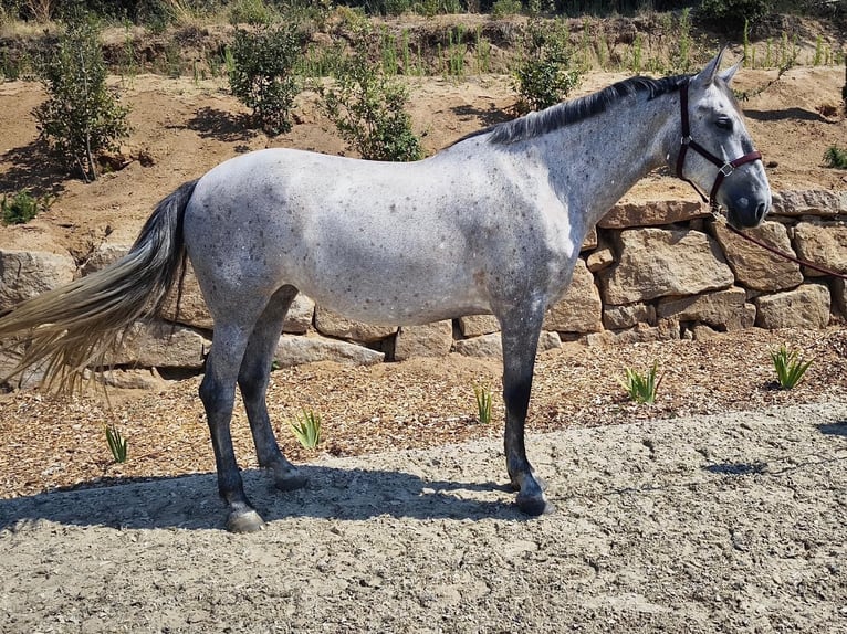 PRE Merrie 5 Jaar 173 cm Schimmel in Argentona