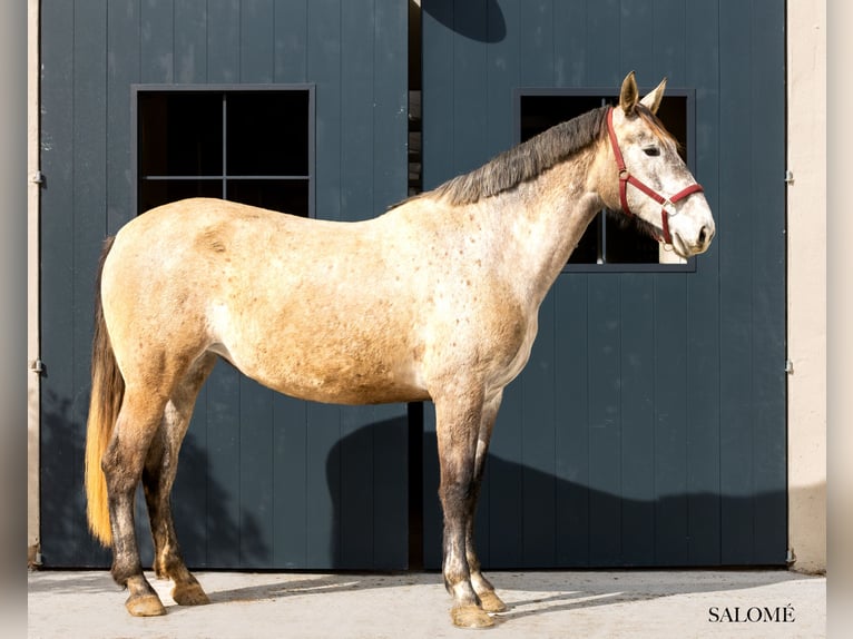 PRE Merrie 5 Jaar 173 cm Schimmel in Argentona