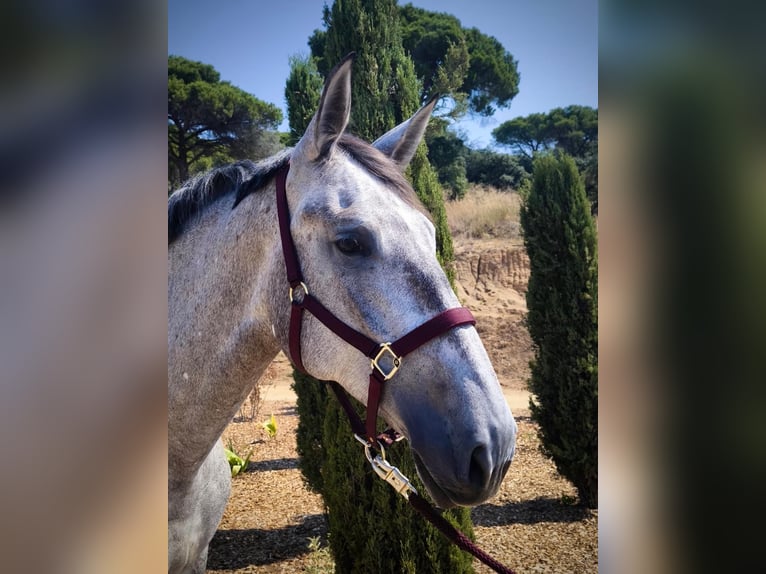 PRE Merrie 5 Jaar 173 cm Schimmel in Argentona
