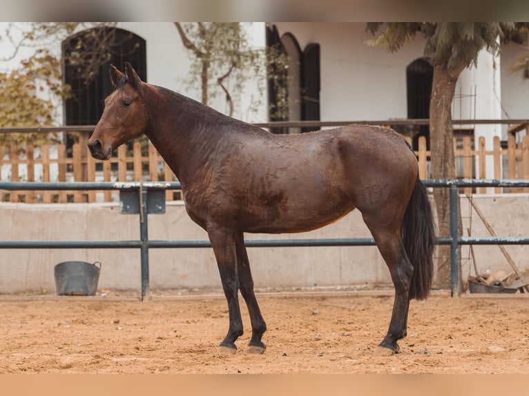 PRE Merrie 5 Jaar Bruin in Bollullos Par Del Condado