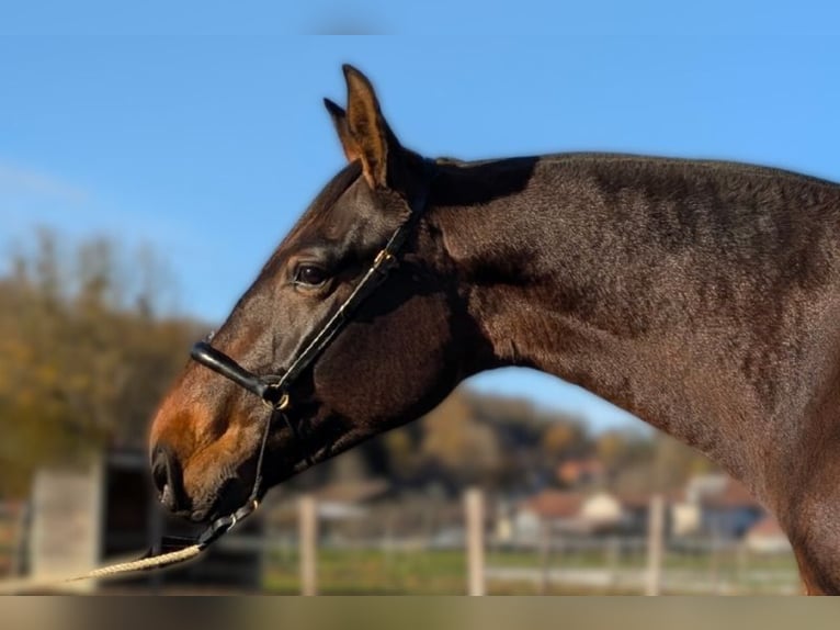 PRE Merrie 5 Jaar Bruin in Caumont