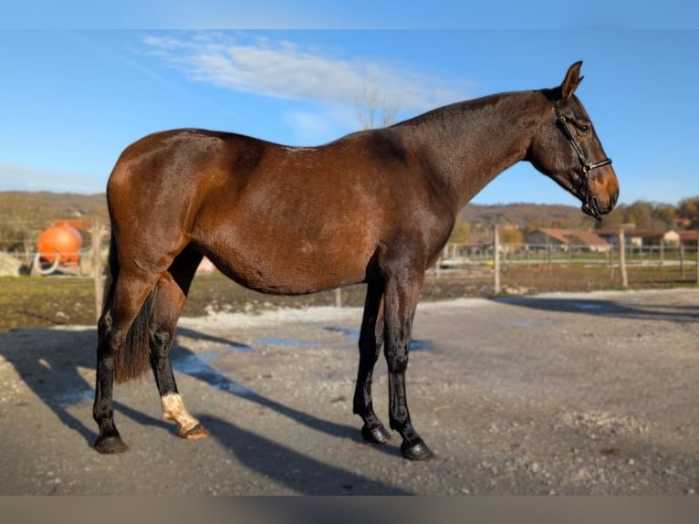 PRE Merrie 5 Jaar Bruin in Caumont