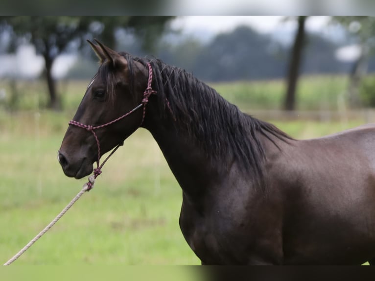 PRE Mix Merrie 5 Jaar Bruin in Bissendorf