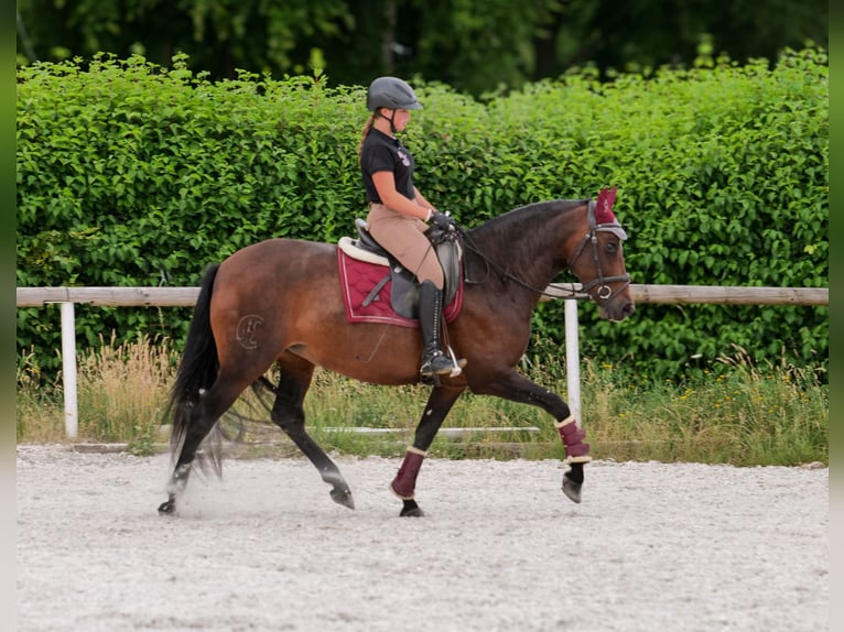 PRE Mix Merrie 6 Jaar 153 cm Donkerbruin in Neustadt (Wied)