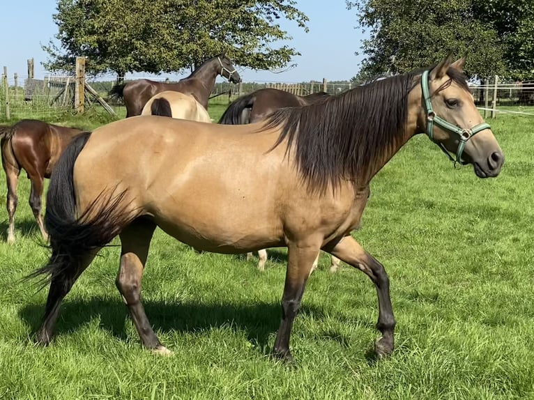 PRE Mix Merrie 6 Jaar 153 cm Falbe in Tongeren
