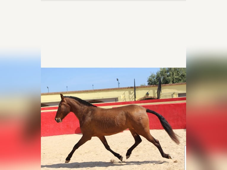 PRE Merrie 6 Jaar 154 cm Bruin in Valencia