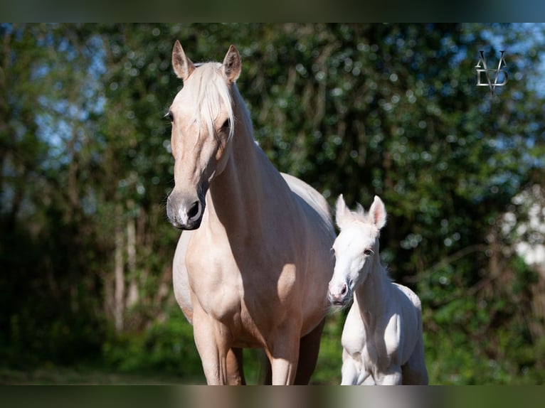 PRE Merrie 6 Jaar 155 cm Palomino in La Vespière-Friardel