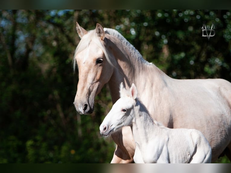 PRE Merrie 6 Jaar 155 cm Palomino in La Vespière-Friardel