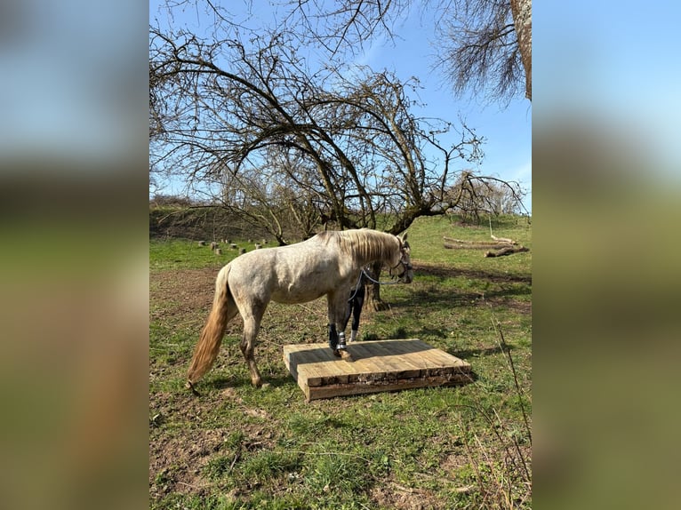 PRE Merrie 6 Jaar 155 cm Schimmel in Fischbachtal