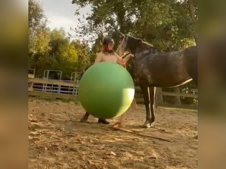 PRE Mix Merrie 6 Jaar 155 cm Schimmel in Landegem PRE Mix Merrie 6 Jaar 155 cm Schimmel in Landegem