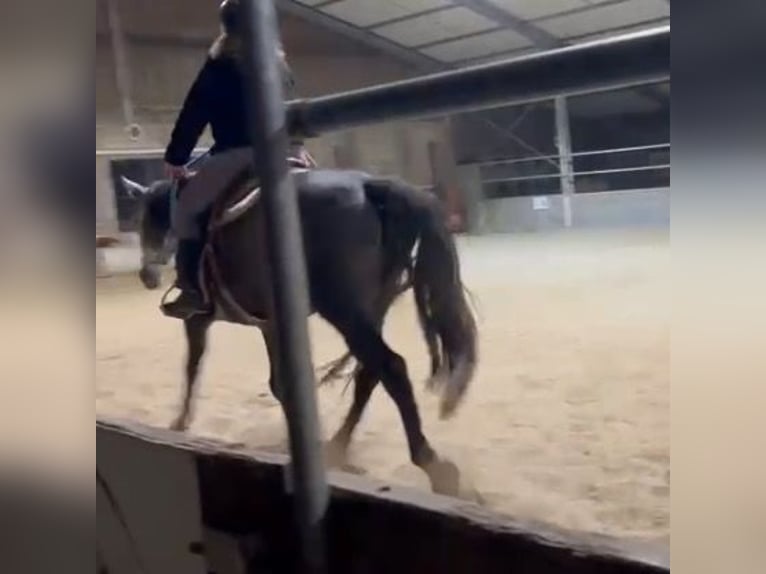 PRE Mix Merrie 6 Jaar 155 cm Schimmel in Landegem PRE Mix Merrie 6 Jaar 155 cm Schimmel in Landegem