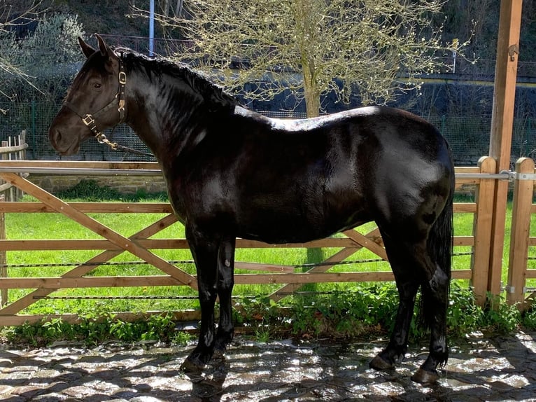 PRE Mix Merrie 6 Jaar 155 cm Zwart in Derenbach