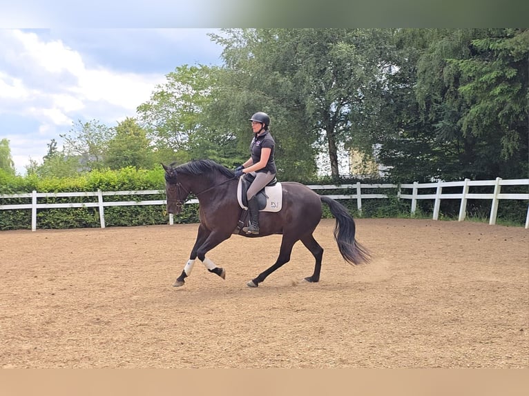 PRE Mix Merrie 6 Jaar 155 cm Zwart in Derenbach
