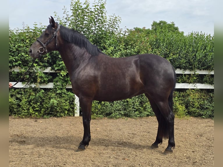 PRE Mix Merrie 6 Jaar 155 cm Zwart in Derenbach