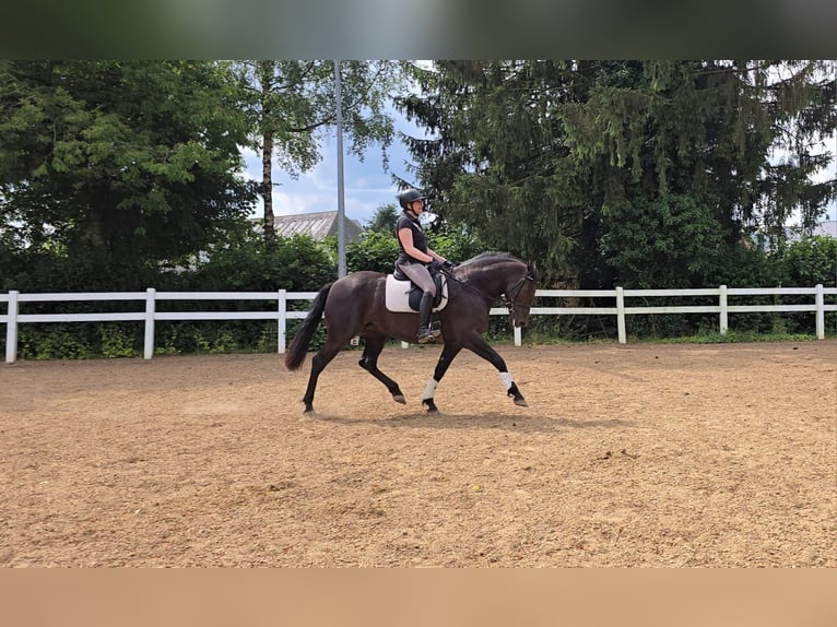 PRE Mix Merrie 6 Jaar 155 cm Zwart in Derenbach