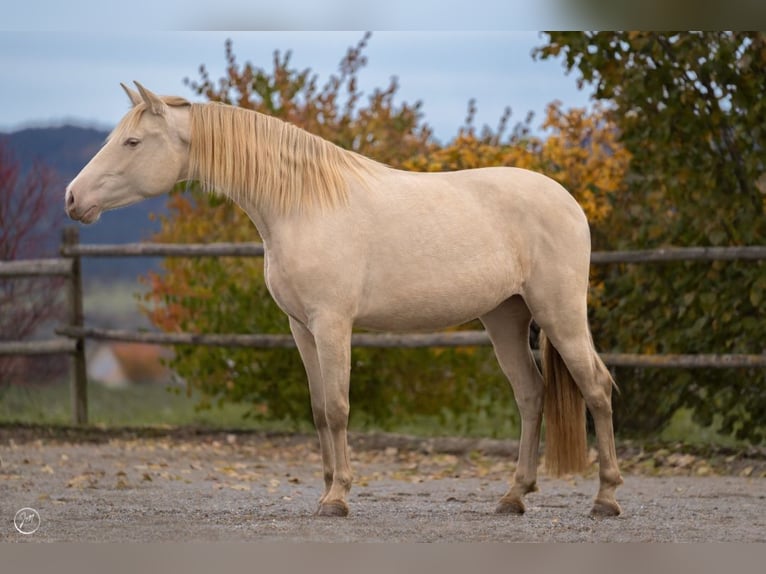 PRE Merrie 6 Jaar 156 cm Perlino in Balingen