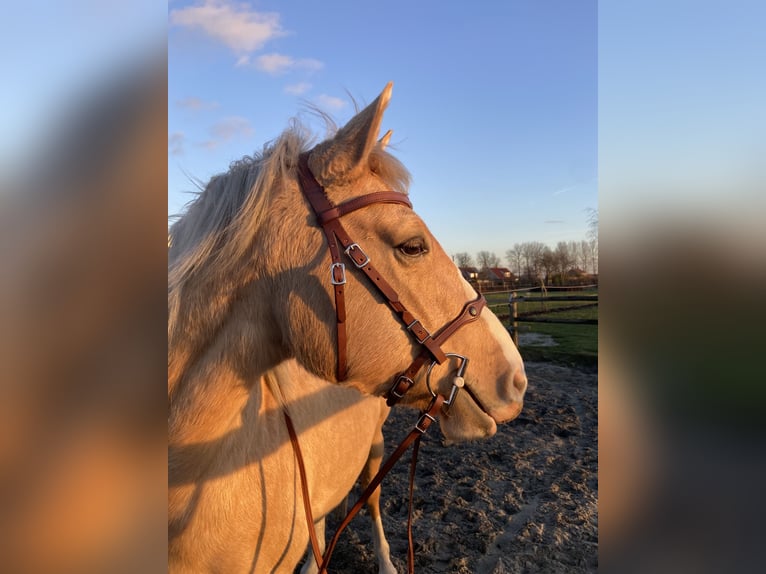 PRE Merrie 6 Jaar 158 cm Palomino in Heinkenszand