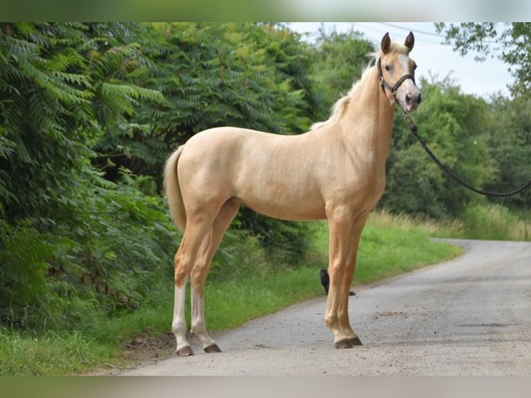 PRE Merrie 6 Jaar 158 cm Palomino in Heinkenszand